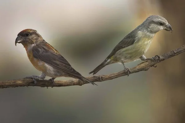 Il becco trasversale comune è una specie di uccellino passeriforme della famiglia dei fringuelli. — Foto Stock