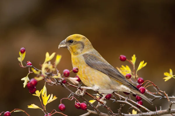 Der Kreuzschnabel ist eine Art kleiner Passantenvogel aus der Familie der Finken.. — Stockfoto