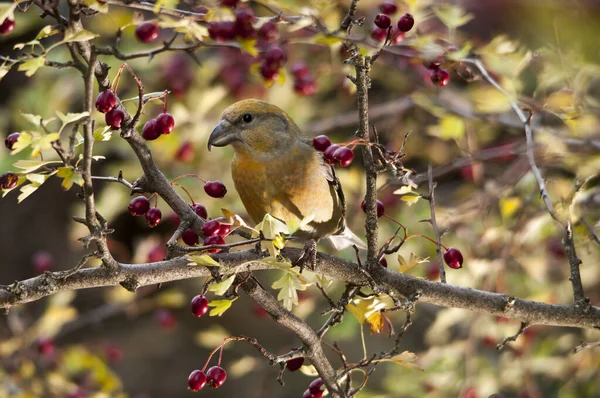 The common crossbill is a species of small passerine bird in the finches family. — Fotografia de Stock