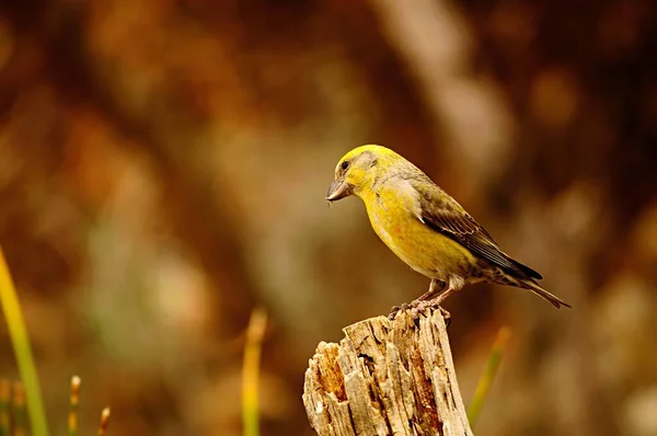 La ballesta común es una especie de ave paseriforme de la familia de los pinzones.. — Foto de Stock