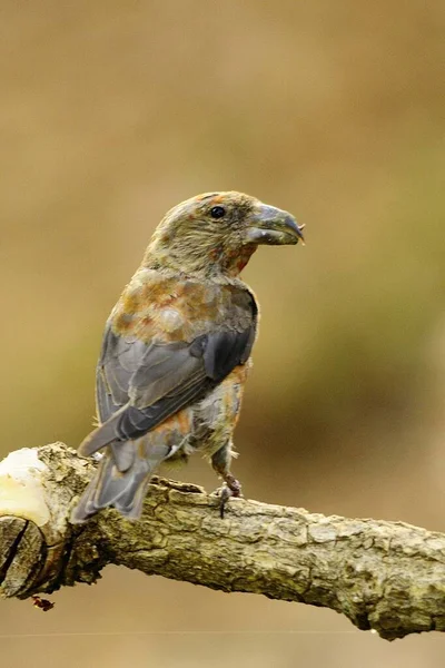 The common crossbill is a species of small passerine bird in the finches family. — Zdjęcie stockowe