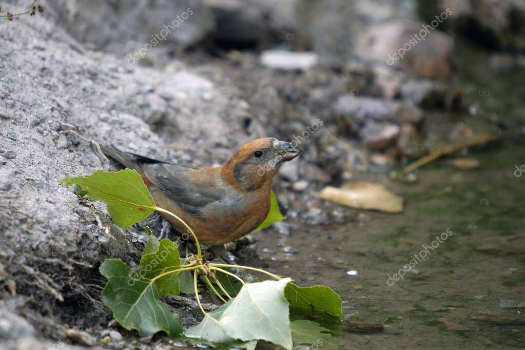 La ballesta común es una especie de ave paseriforme de la familia de
