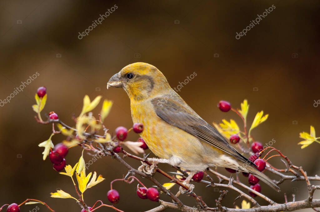 La ballesta común es una especie de ave paseriforme de la familia de