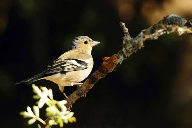 The chaffinch is one of the most common Passerines in Europe.