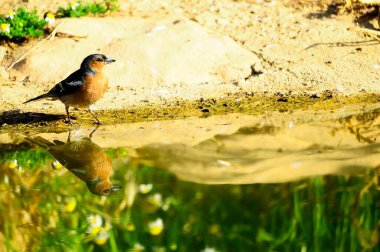 The chaffinch is one of the most common Passerines in Europe.
