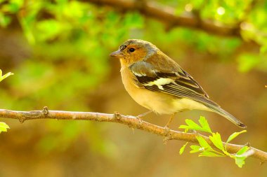 The chaffinch is one of the most common Passerines in Europe.