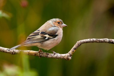 The chaffinch is one of the most common Passerines in Europe.