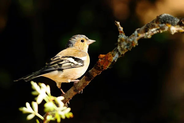 The chaffinch is one of the most common Passerines in Europe. — стокове фото