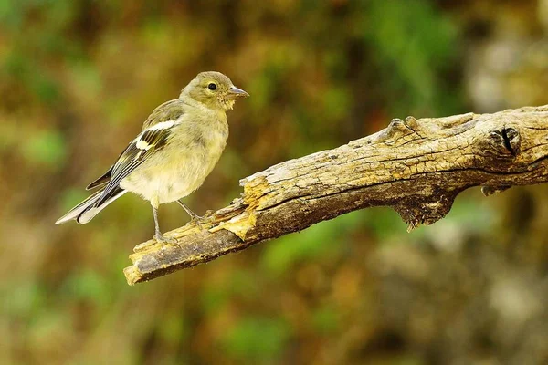 The chaffinch is one of the most common Passerines in Europe. — Stok fotoğraf