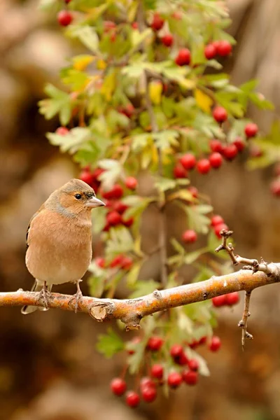 The chaffinch is one of the most common Passerines in Europe. — стокове фото