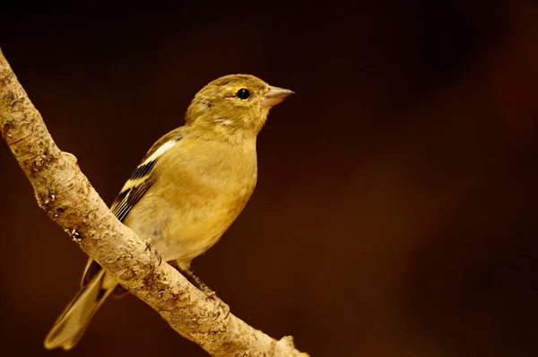 The chaffinch is one of the most common Passerines in Europe. — 图库照片
