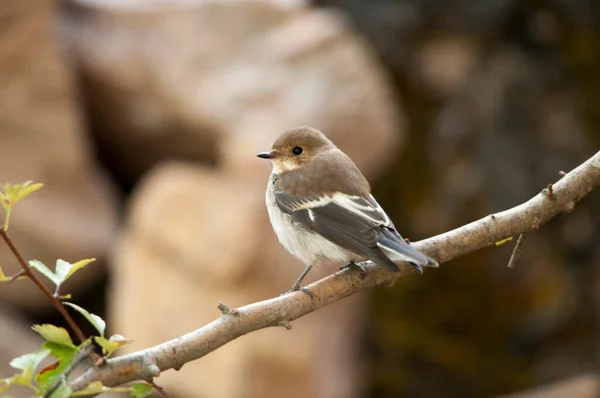 The chaffinch is one of the most common Passerines in Europe. — Zdjęcie stockowe