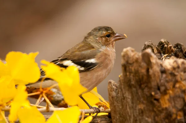 The chaffinch is one of the most common Passerines in Europe. — Fotografia de Stock