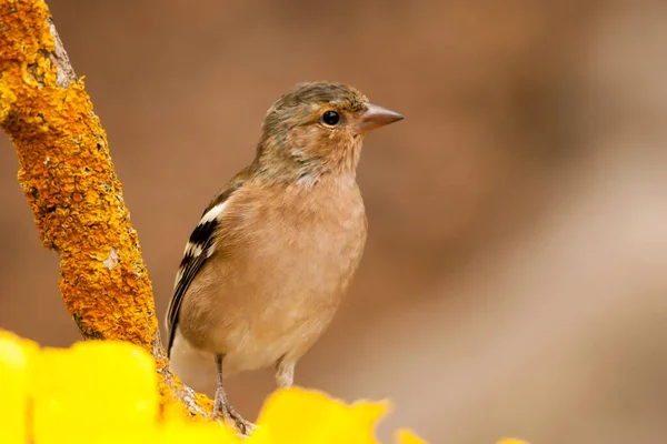 The chaffinch is one of the most common Passerines in Europe. — Foto de Stock