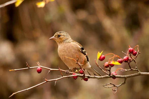 The chaffinch is one of the most common Passerines in Europe. — Stock fotografie