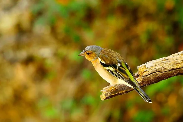The chaffinch is one of the most common Passerines in Europe. —  Fotos de Stock