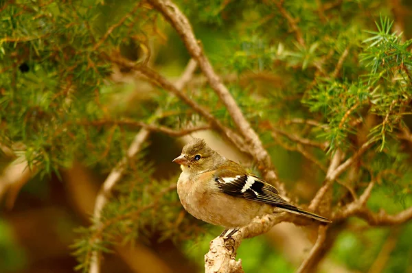 The chaffinch is one of the most common Passerines in Europe. — Zdjęcie stockowe