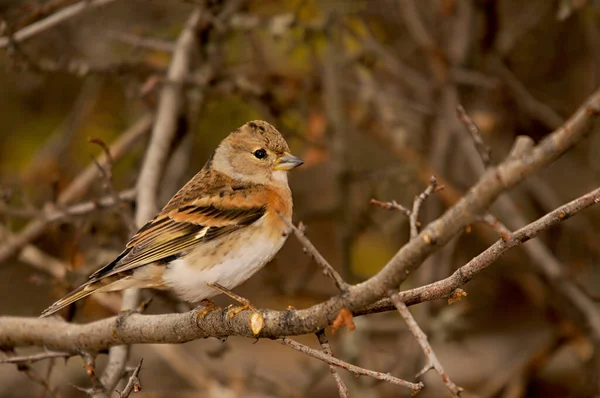 The chaffinch is one of the most common Passerines in Europe. — Stock Photo, Image