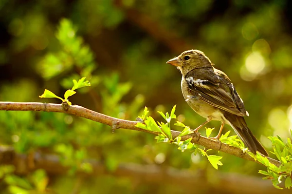 The chaffinch is one of the most common Passerines in Europe. – stockfoto
