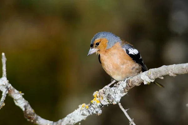 The chaffinch is one of the most common Passerines in Europe. — Foto de Stock