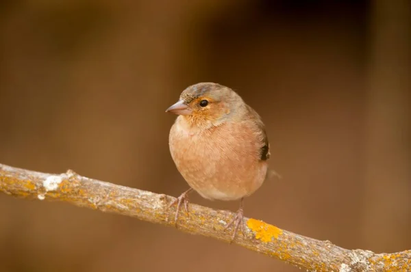 The chaffinch is one of the most common Passerines in Europe. — Stok fotoğraf