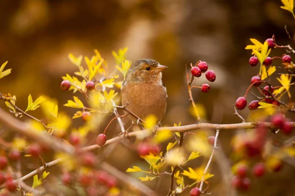 The chaffinch is one of the most common Passerines in Europe. — Fotografia de Stock