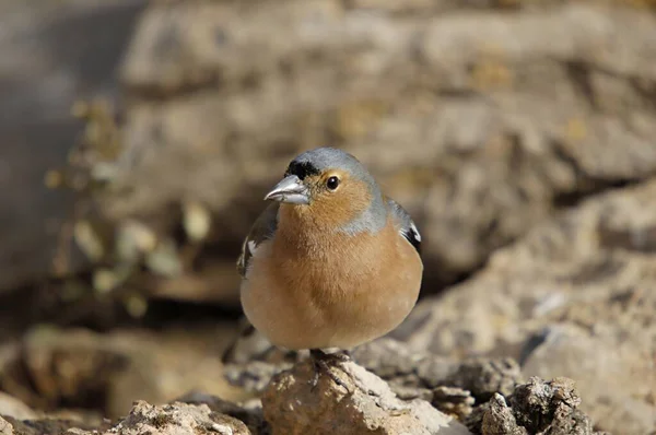 The chaffinch is one of the most common Passerines in Europe. — 图库照片