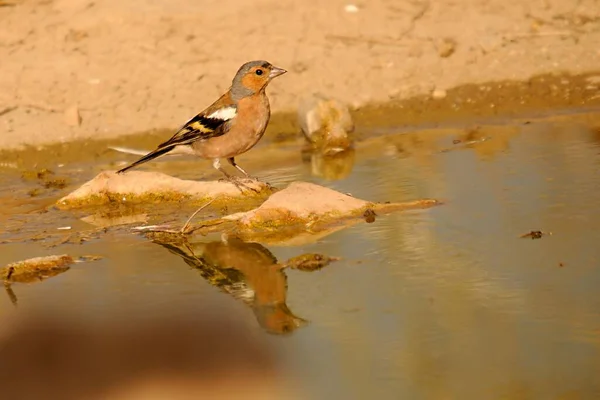 The chaffinch is one of the most common Passerines in Europe. — Stockfoto