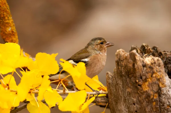 The chaffinch is one of the most common Passerines in Europe. — Stock Fotó