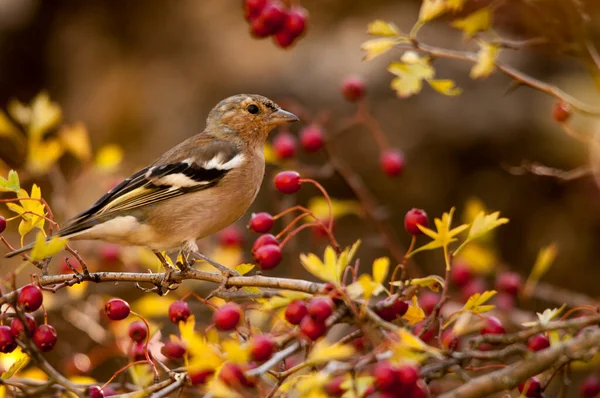 The chaffinch is one of the most common Passerines in Europe. — стокове фото