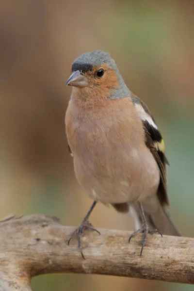 The chaffinch is one of the most common Passerines in Europe. — Stok Foto