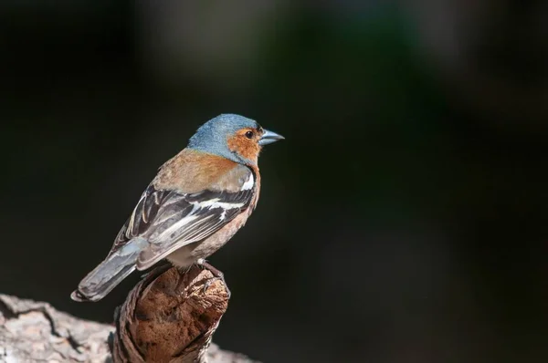 The chaffinch is one of the most common Passerines in Europe. — Stock Photo, Image