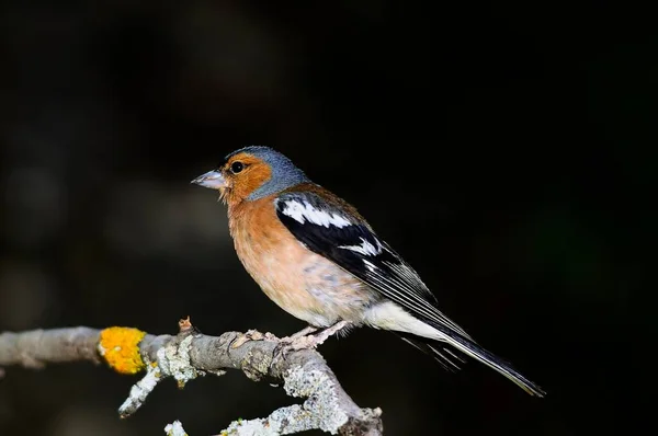 The chaffinch is one of the most common Passerines in Europe. — стоковое фото