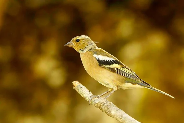 The chaffinch is one of the most common Passerines in Europe. — ストック写真
