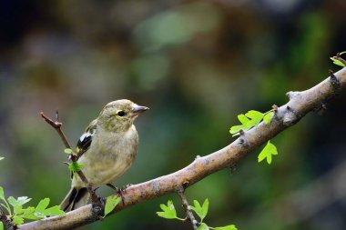 The chaffinch is one of the most common Passerines in Europe.