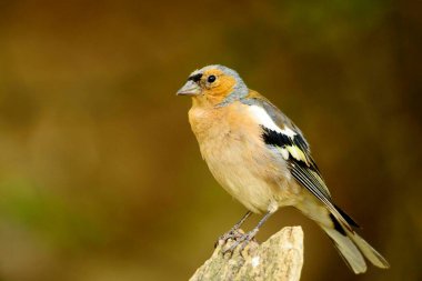 The chaffinch is one of the most common Passerines in Europe.