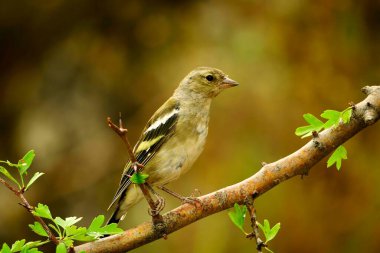 The chaffinch is one of the most common Passerines in Europe.