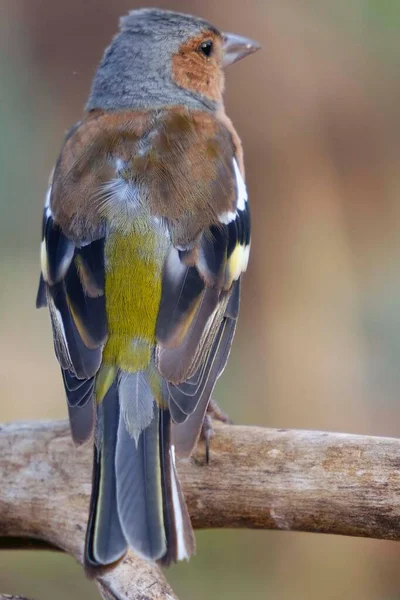 The chaffinch is one of the most common Passerines in Europe. — Foto de Stock