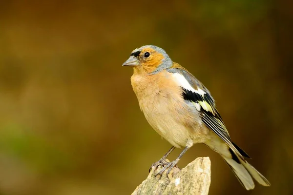 The chaffinch is one of the most common Passerines in Europe. — Foto de Stock