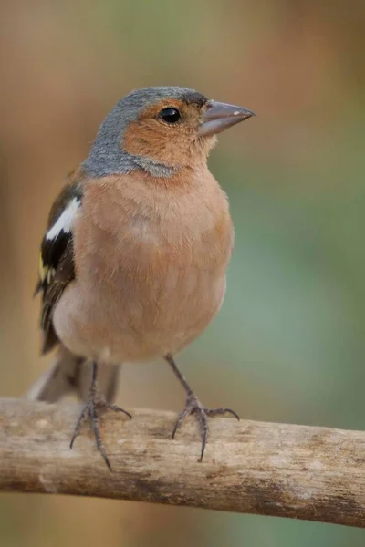 The chaffinch is one of the most common Passerines in Europe. — 스톡 사진