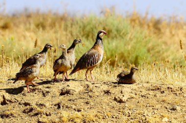 The red-legged partridge is a species of galliform bird in the Phasianidae family