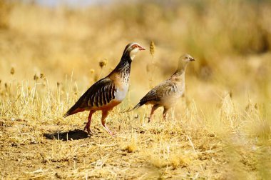 The red-legged partridge is a species of galliform bird in the Phasianidae family