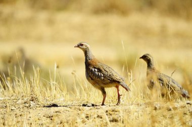 The red-legged partridge is a species of galliform bird in the Phasianidae family