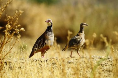 The red-legged partridge is a species of galliform bird in the Phasianidae family