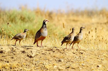 The red-legged partridge is a species of galliform bird in the Phasianidae family