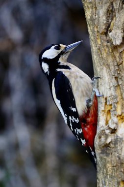 The great spotted woodpecker is a species of bird in the Picidae family.