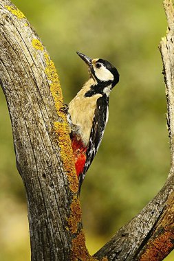 The great spotted woodpecker is a species of bird in the Picidae family.