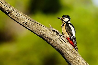 The great spotted woodpecker is a species of bird in the Picidae family.