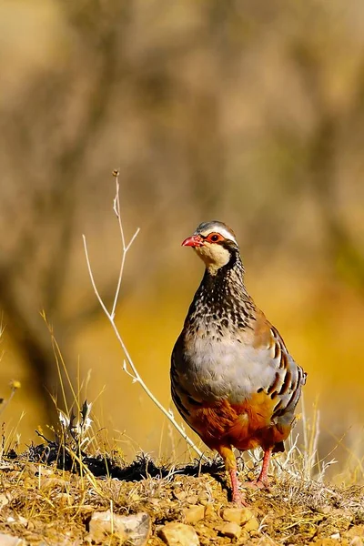The red-legged partridge is a species of galliform bird in the Phasianidae family — Stockfoto
