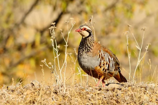 The red-legged partridge is a species of galliform bird in the Phasianidae family — стокове фото